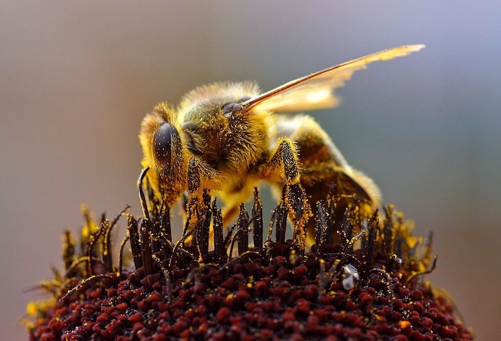 Hay similitudes entre los cerebros de abejas y humanos