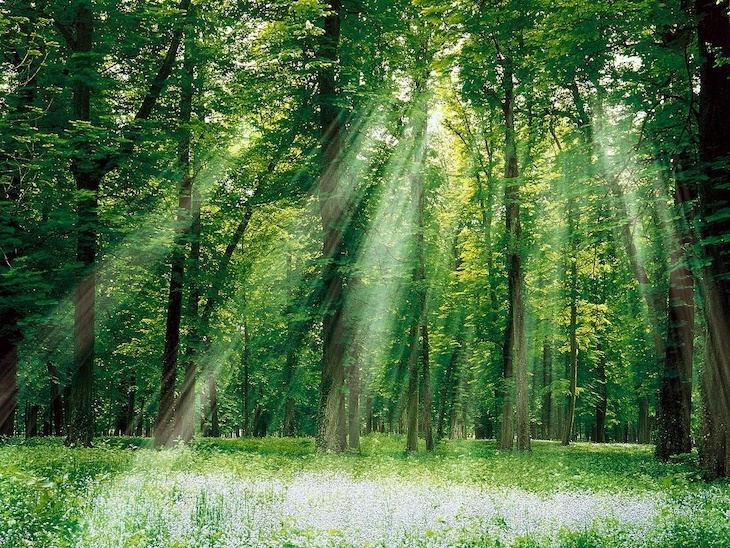 Los bosques maduros captan menos CO2 de la actividad humana de lo que se pensaba