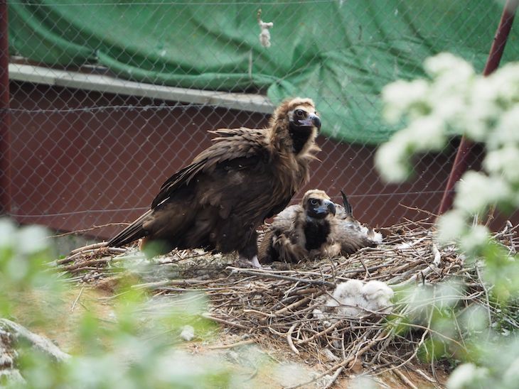 El Hospital de Amus en busca de la reproducción del Buitre Negro en su hospital