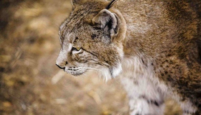 Hallan muerto un ejemplar hembra de lince en un paraje de Gerena