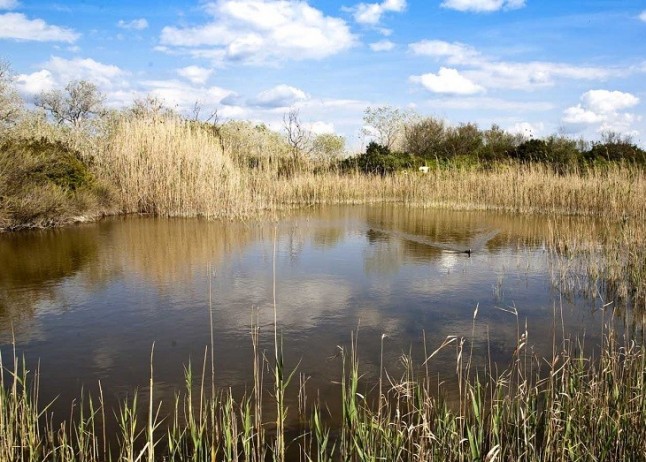 Creación de una nueva laguna de aguas hondas en la Albufera de Mallorca