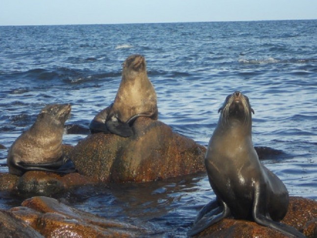 Los leones y los osos marinos sudamericanos en la zona del río de la Plata (Uruguay)