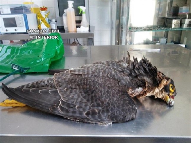 Investigan a una persona por la muerte de un halcón Tagarote en Santa Lucía de Tirajana (Gran Canaria)