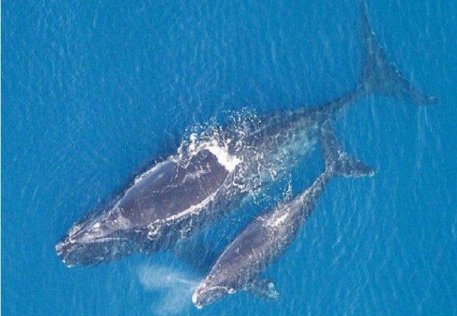 La ballena franca y la gris habitaban el Mediterráneo en la época romana