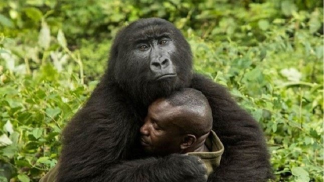 El profundo amor de una gorila huérfana hacia su cuidador