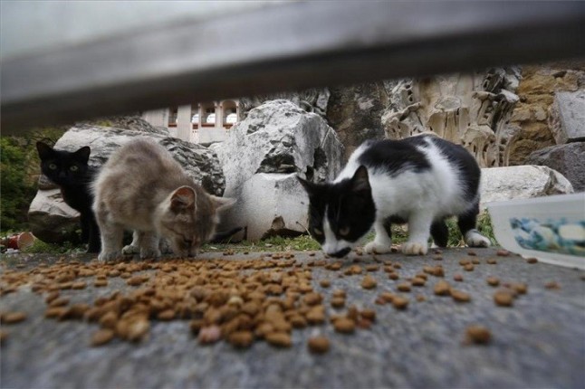 Las obras para un parque destruyen una segunda colonia de gatos en Barcelona