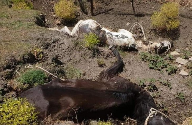 Caballos muertos en Jimena de la Frontera