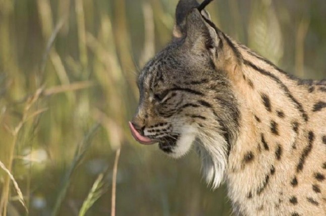 Imputado el dueño de unos perros por la muerte de un lince