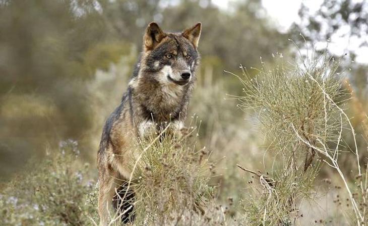 Naturaleza. El PP asturiano quiere evitar que aumente la protección del lobo