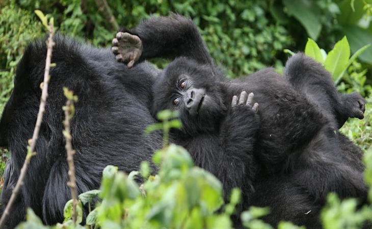 Encuentros violentos entre gorilas alteran el crecimiento de población