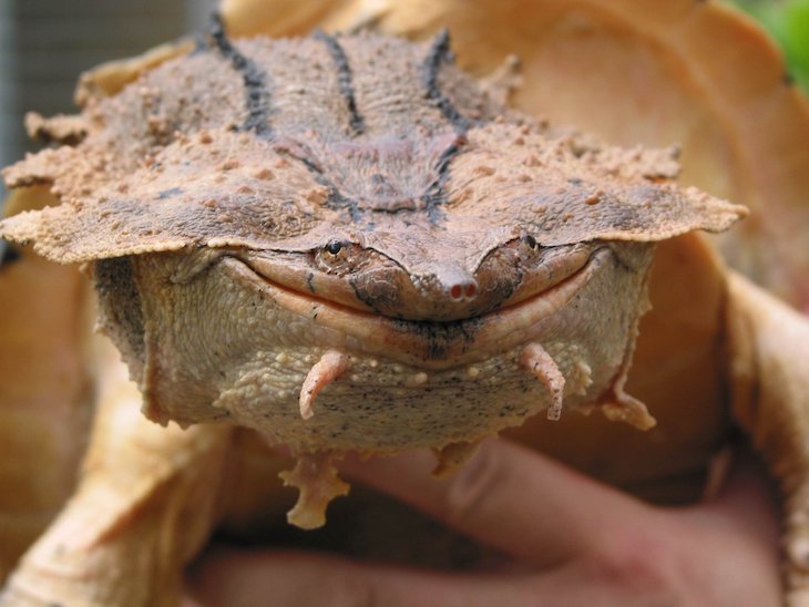 Una extraña especie de tortuga de medio metro