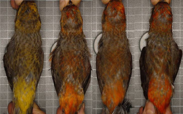 Científicos españoles aportan pruebas de la hipótesis de la ruta compartida para explicar la coloración llamativa del plumaje de algunas aves