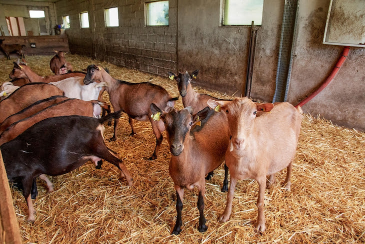 ‘End the Cage Age’: el Parlamento Europeo apoya una iniciativa ciudadana para acabar con la cría de animales en jaulas