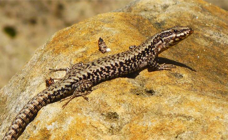 La falta de agua reduce la tolerancia de las lagartijas ibéricas a las altas temperaturas