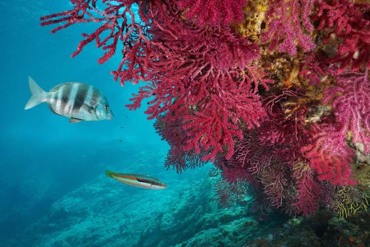 Secuencian el genoma de la gorgonia roja para entender mejor el impacto del cambio climático en la biodiversidad marina