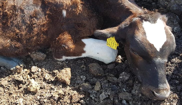 Agoniza durante horas y días (video)