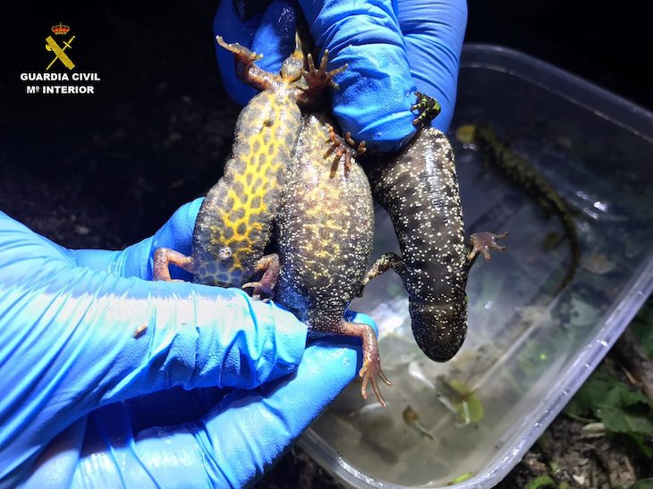 Capturan ocho tritones del Parc del Montnegre i el Corredor (Barcelona)
