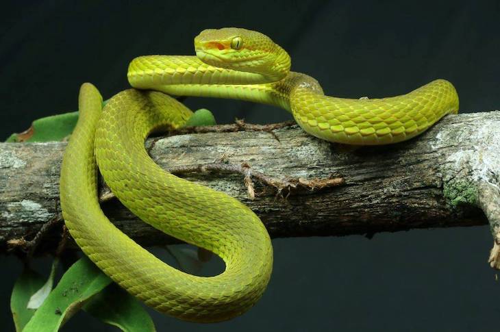 La serpiente del mago Salazar Slytherin