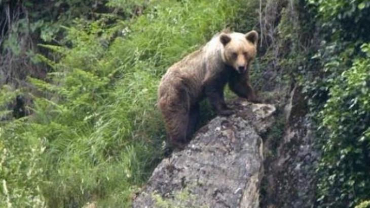 Ahora toca reintroducir en los Pirineos un oso de la cordillera Cantábrica