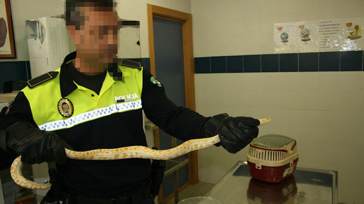 Piden un año de prisión para un ‘iluminado’ de Almería acusado de intentar vender dos serpientes pitón por Internet