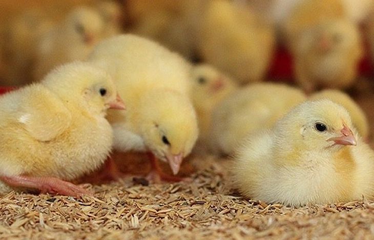 Firma ahora por la ‘abolición’ de triturar los pollitos macho en las granjas españolas