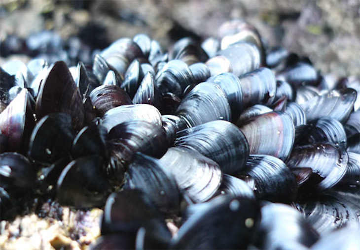 Polémica con el ‘Mejillón de Galicia’ y su certificación
