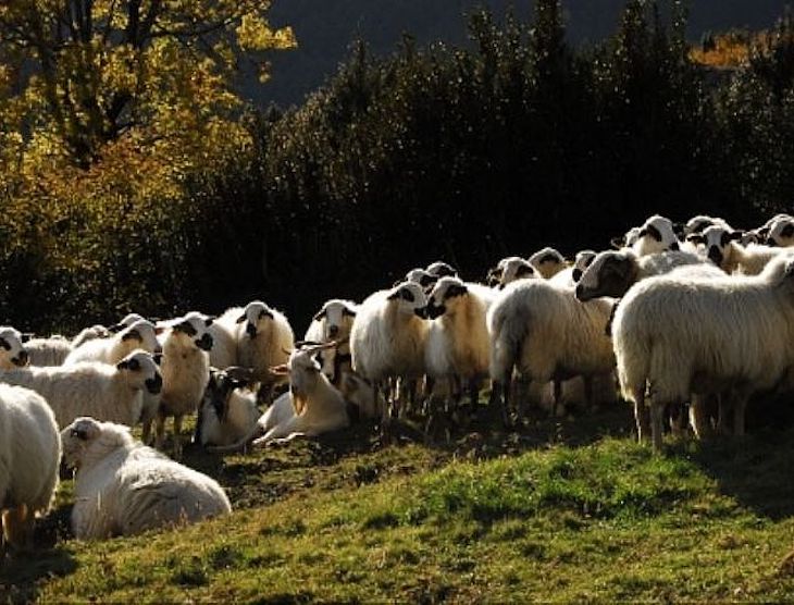 Plan de ordenación pastoral de ganadería extensiva en el entorno del Parque Natural de Ordesa