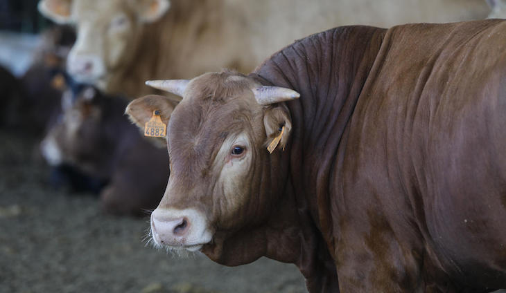 Cambiar la dieta puede compensar años de emisiones de CO2