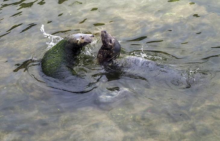 Los zoológicos del veterinario David Perpiñán son ‘incomestibles’