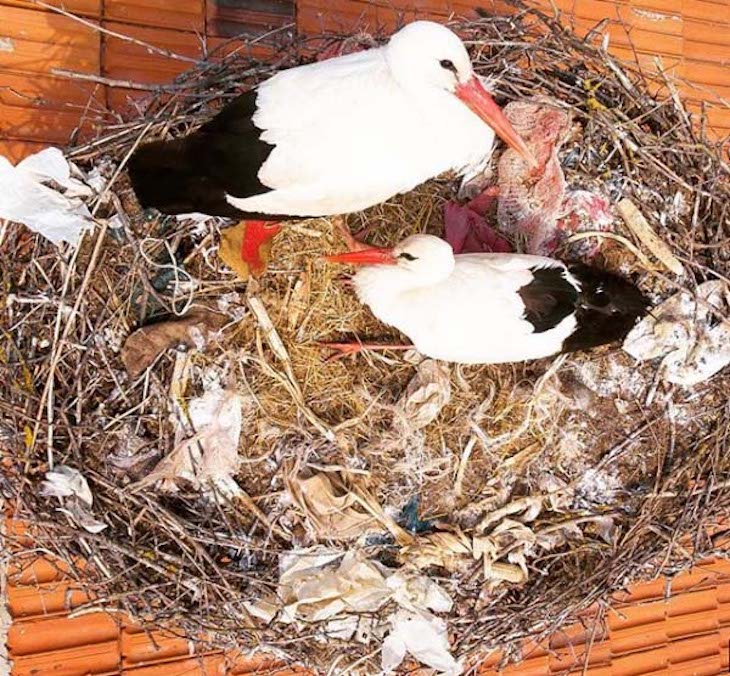 Nidos de aves marinas repletos de plásticos