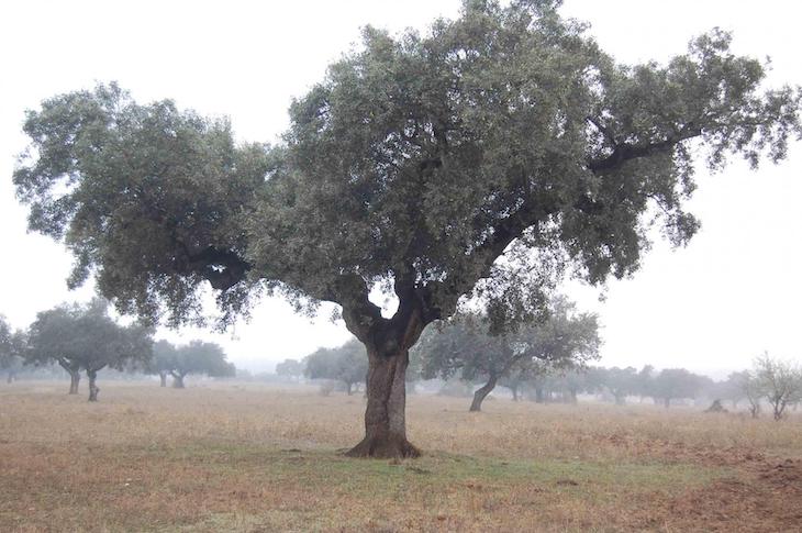 El deterioro de la encina milenaria La Peana no tiene vuelta atrás