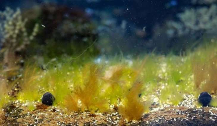 Microalgas para producir hidrógeno verde