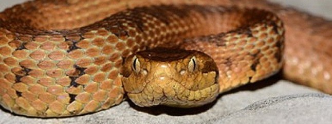 Serpientes en peligro