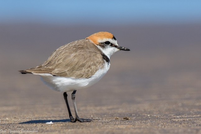 Galicia amenazada por una extinción masiva de especies