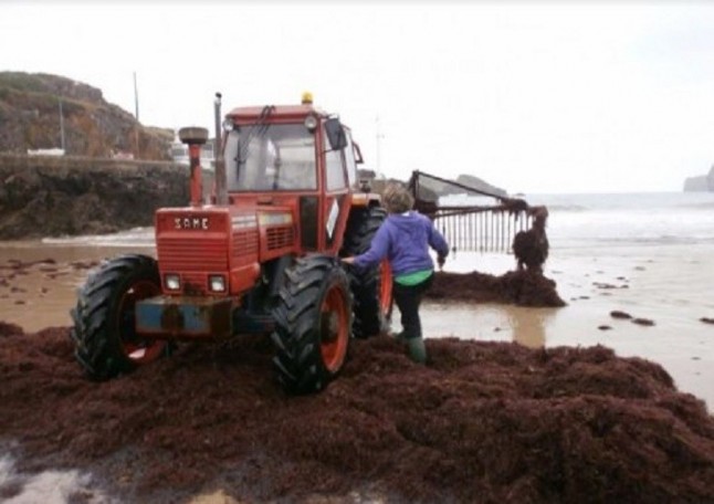 El Principado de Asturias vuelve a autorizar mas arranque de ocle a pesar de sus impactos