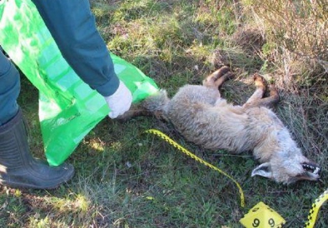 Investigan el uso de venenos en el medio rural de Tenerife