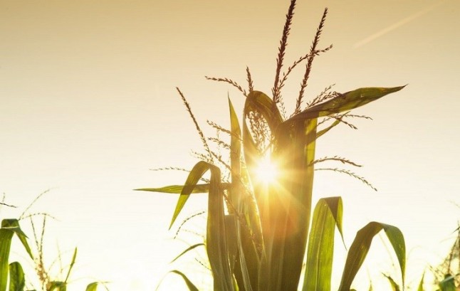 Nueva arquitectura molecular realza el maíz como productor de etanol