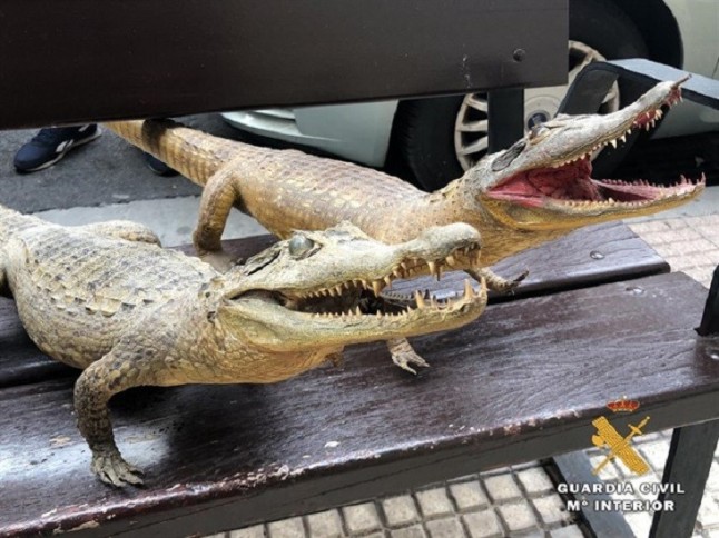 El Seprona de la Guardia Civil interviene en un almacén de Logroño cinco animales naturalizados