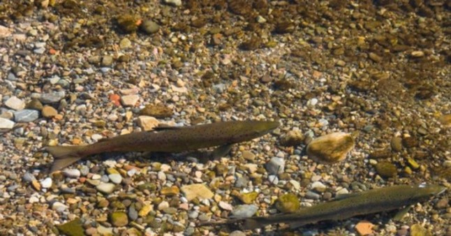 Cantabria aumenta la talla mínima de captura de la trucha