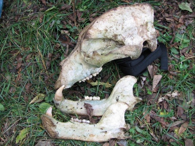 El Principado de Asturias hace caso omiso a las propuestas contra el envenenamiento de la fauna