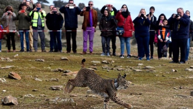 Liberado un nuevo lince con participación de escolares en el Guarrizas en Vilches (Jaén)