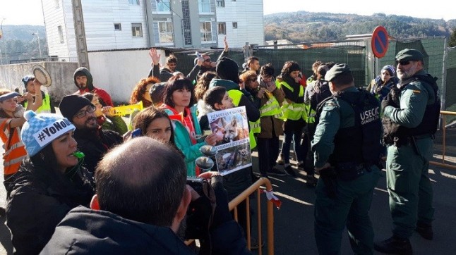 Denuncian infracciones en la caza de zorro del fin de semana en Galicia