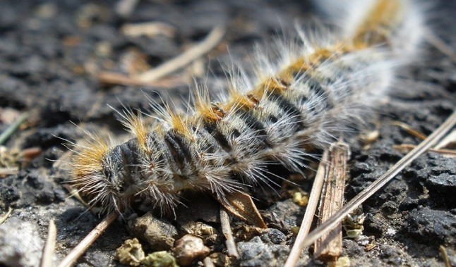 Un hongo silvestre puede acabar con la plaga de la procesionaria del pino