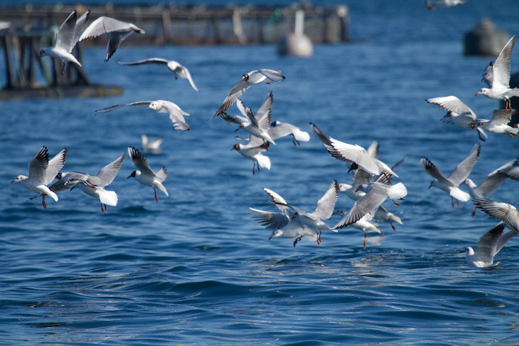Peces agotados por la persecución de colonias de aves marinas