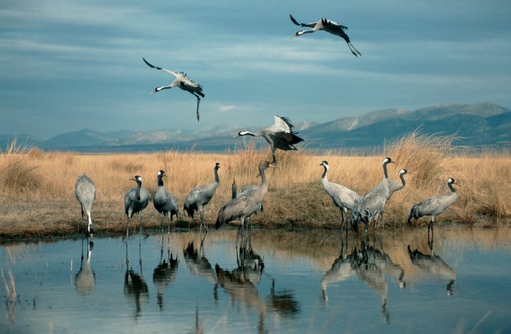 Medio ambiente. Las lagunas costeras españolas ‘al borde del colapso’