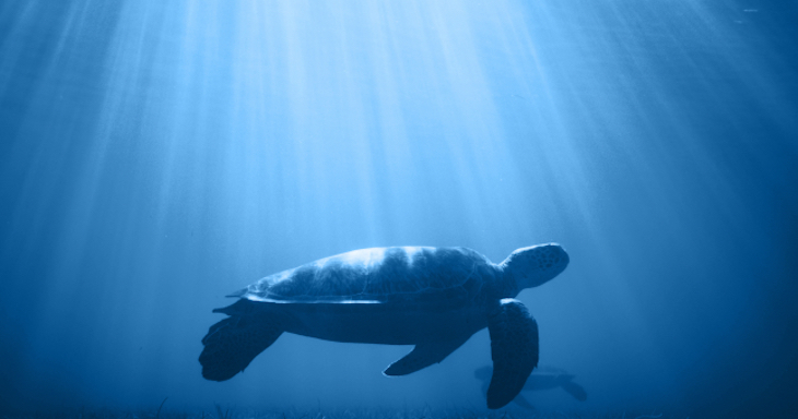 Fundación Biodiversidad