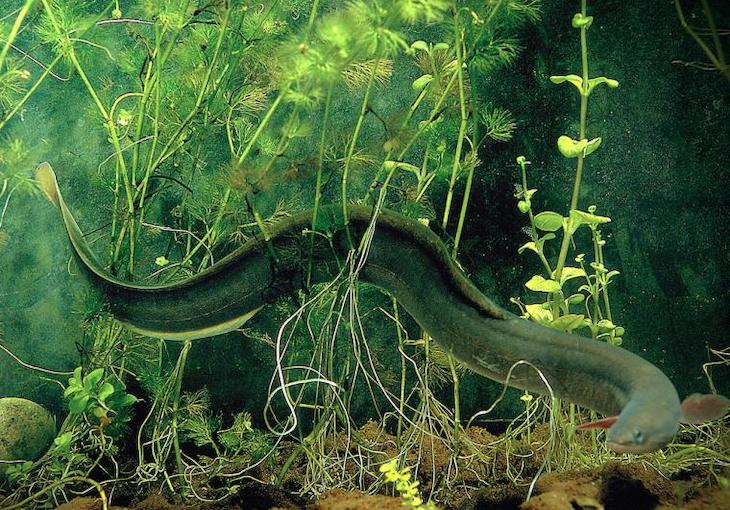Naturaleza. Descubren un récord de peces en aguas profundas abisales