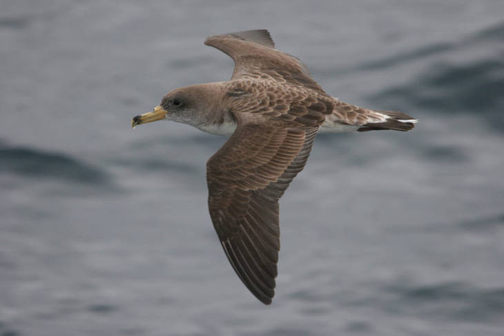 La contaminación lumínica es ‘nefasta’ para las aves marinas en Canarias
