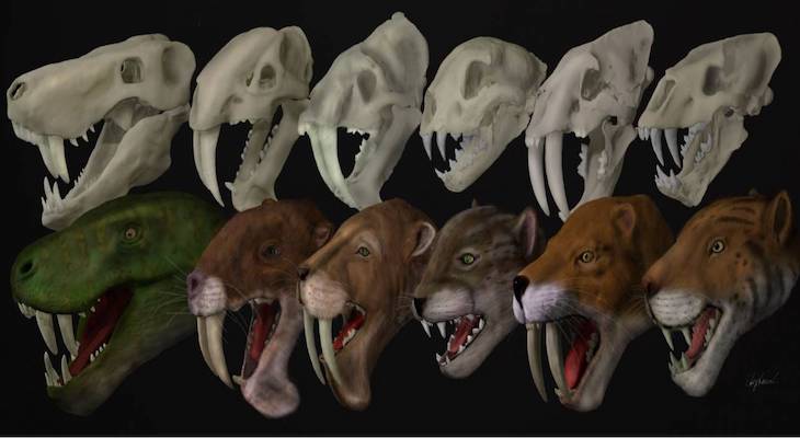 Ningún grupo de carnívoros con dientes de sable cazaba igual