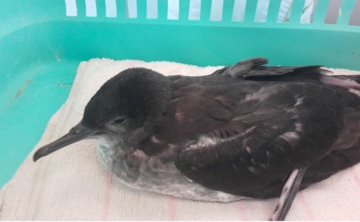 Recuperan un polluelo de pardela balear herido